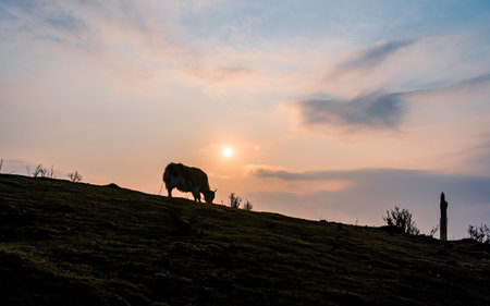 Silhouette of a cow on the hill with sunset sky backgroundの写真素材