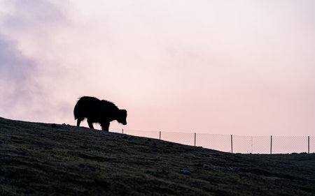 Silhouette of a black yak on a hillside at sunset