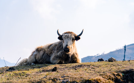 Yak in Himalayas, Nepal. It is also known as yak.の写真素材