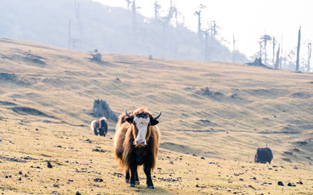 yak on a hill with blue sky in the background, Panchthar, Nepal.の写真素材
