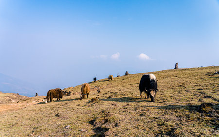 Cows grazing on a hillside in Himalayas, Nepalの写真素材