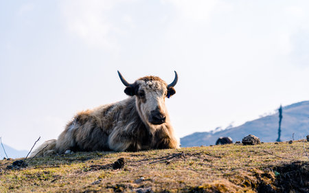 Yak on the mountain in Himalayas, Nepal, Asiaの写真素材