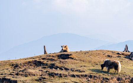 Yaks on the hillside of the Mountain hill, Panchthar, Nepal.の写真素材