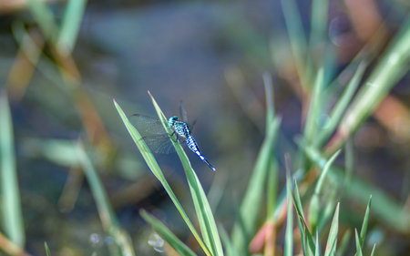 Blue dragonfly on a blade of grass in the morning sun.