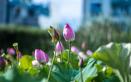 Beautiful pink lotus flowers blooming in the garden, stock photoの写真素材