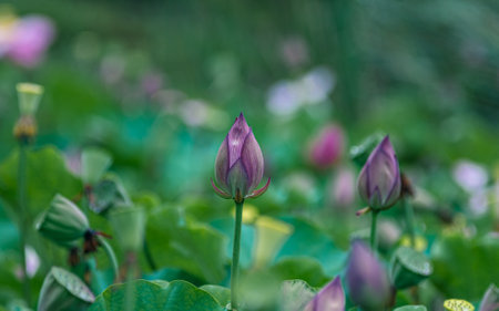 Lotus flower blooming in the pond. Lotus flower background.の写真素材