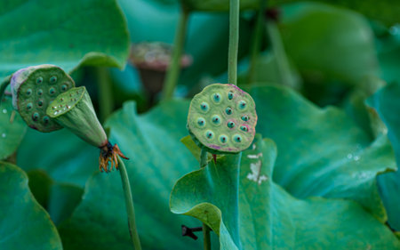 Lotus seed pod in the pond, closeup of lotus seedsの写真素材