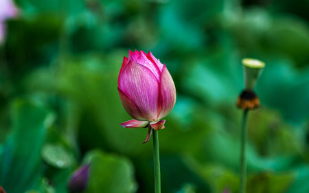 Pink lotus flower in the pond with green leaves background, Thailand.の写真素材
