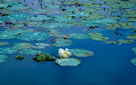 White water lily on the water surface of a pond with green leavesの写真素材