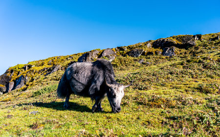 Yak grazing on a hillside  in Taplejung, Nepal.の写真素材