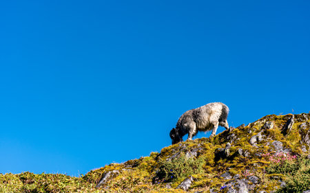 Sheep on top of the mountain with blue sky in the backgroundの写真素材