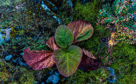 Autumn leaves on the ground in the forest. Autumn season.