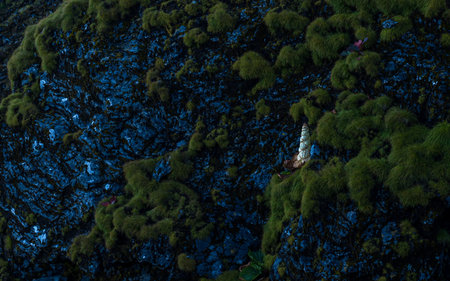 Close up of green moss on the ground in the forestの写真素材