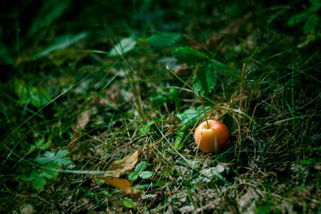 Forest Appleの写真素材
