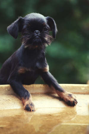 griffon puppies in the summer gardenの写真素材