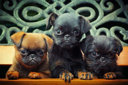 griffon puppies in the summer garden
