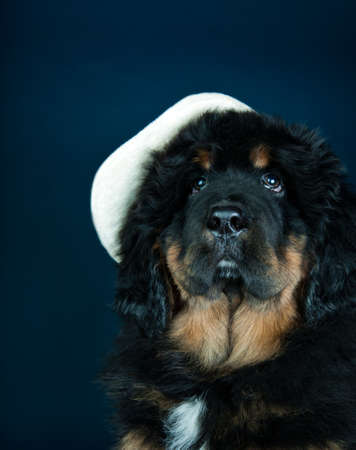 tibetan mastiff dog in hat studio qualityの写真素材