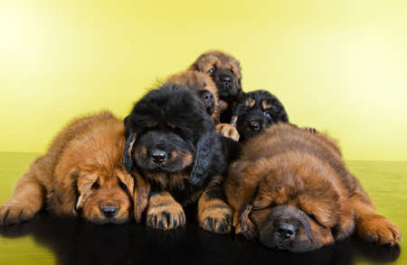 tibetan mastiff puppies in studio qualityの写真素材