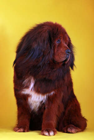 Tibetan Mastiff dog studio quality