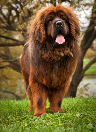 Tibetan Mastif Moscow streetの写真素材
