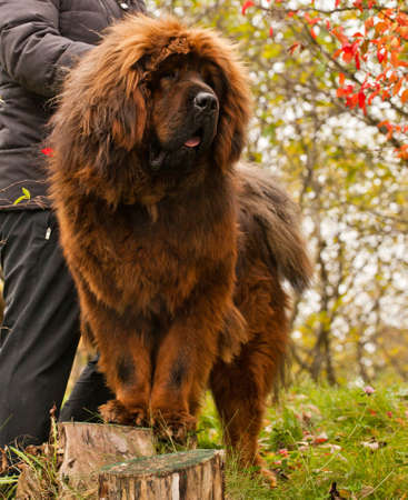 Tibetan Mastif Moscow streetの写真素材