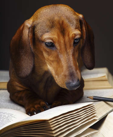 Dachshund Dog Books Dog in studioの写真素材