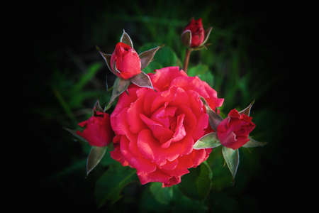 red rose in the garden