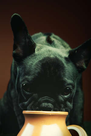 French Bulldog in studioの写真素材