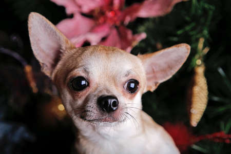 New years Dogs Wallpapersの写真素材