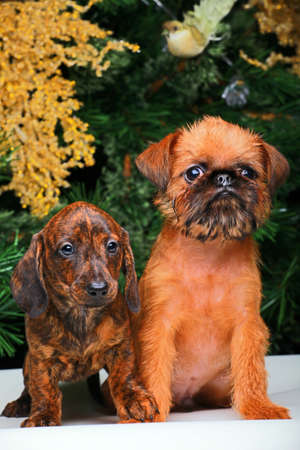 New years Dogs Wallpapersの写真素材