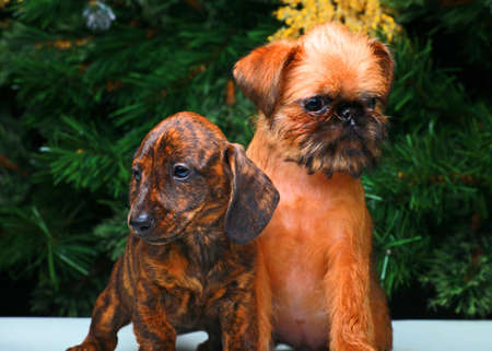 New years Dogs Wallpapersの写真素材