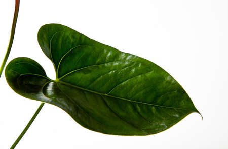 anturio flower studio quality