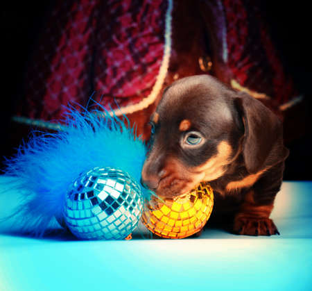 New years Dogs Wallpapersの写真素材