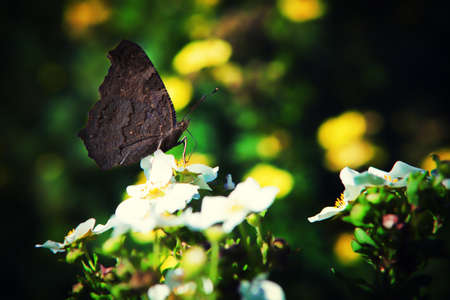 Summer time Butterflyの写真素材
