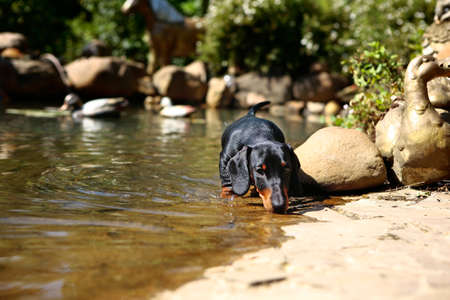 Dachshund Dog summer gardenの写真素材