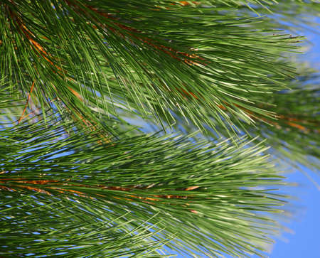 Fir tree texture summer time