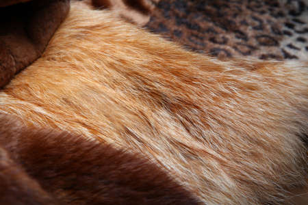 Natural Wool Texture Animalsの写真素材