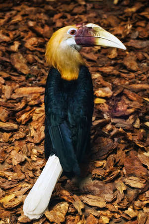 Toucan Tropical Bird Wild Natureの写真素材