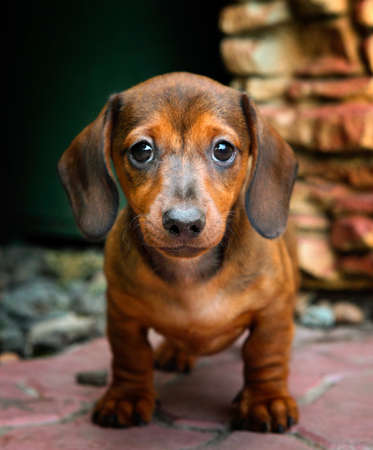 Dachshund Dog summer gardenの写真素材