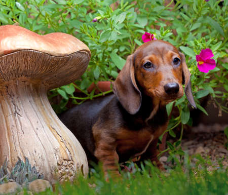 Dachshund Dog summer gardenの写真素材