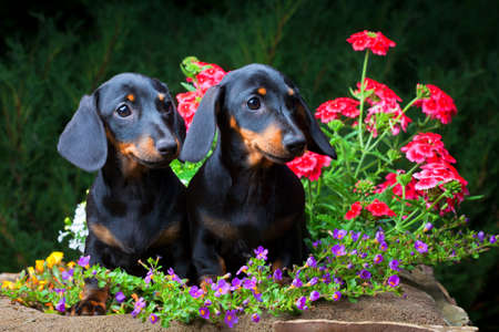 Dachshund Dog summer gardenの写真素材