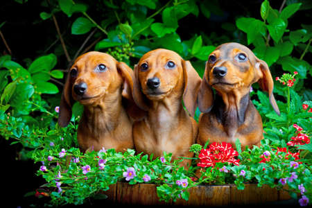 Dachshund Dog summer gardenの写真素材