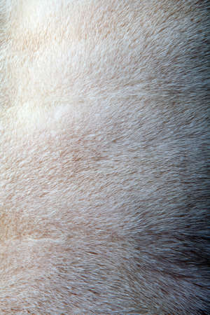 Natural Wool Texture Animals