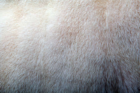 Natural Wool Texture Animalsの写真素材