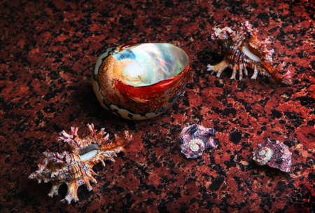 Sea shells on marble texture