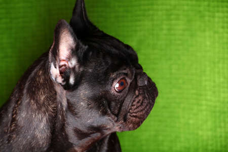 Black French Bulldog portrait green backgroundの写真素材