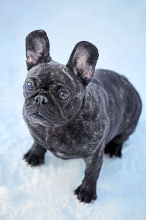 Black French Bulldog Winter Season Snowの写真素材