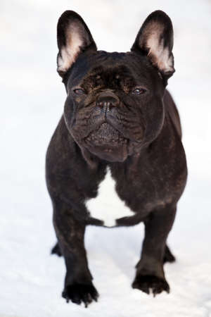 Black French Bulldog Winter Season Snowの写真素材