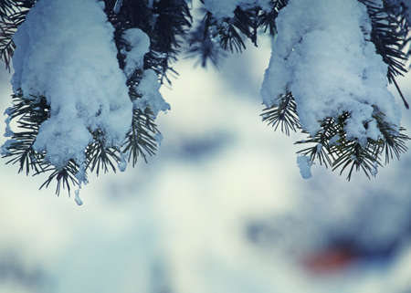 Winter Snow fir tree forest textureの写真素材