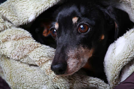 Funny Black Dachshund Dog Tongue studioの写真素材